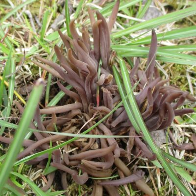 murasakinaginatatake