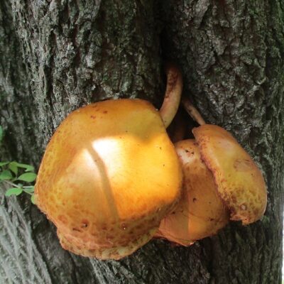 numerisugitakemodoki