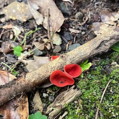 benichawantakemodoki