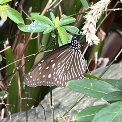 tumamurasakimadaraminou