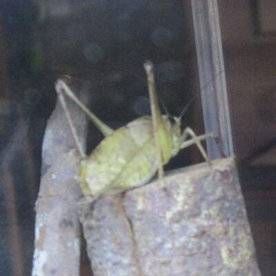 taiwankutuwamusiminou