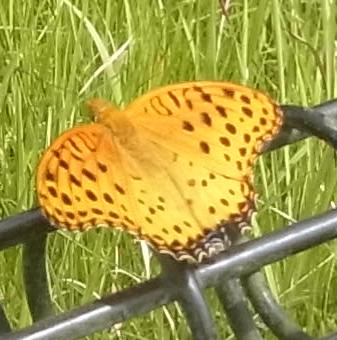 tumagurohyoumonosutaka