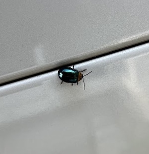 itimonjihamusikuruma