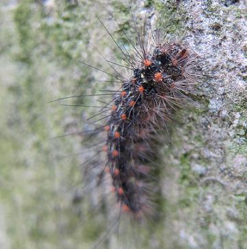 kuwagomadarahitorijitaku