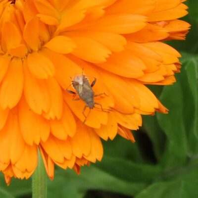 butihimeherikamemusi