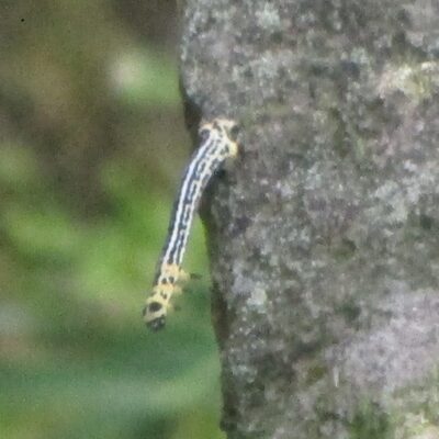 hiroobitonboedashakuyouchu2