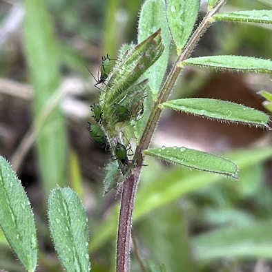 soramamehigenagaaburamusi