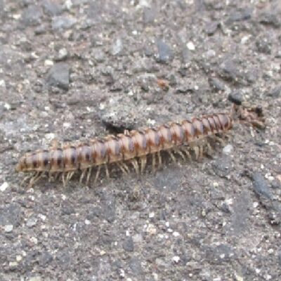 yanbarutosakayasude2