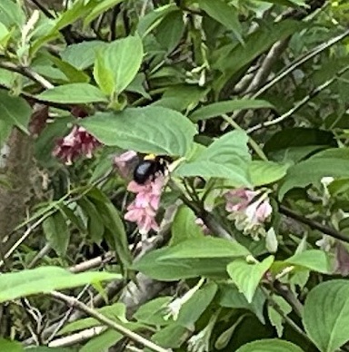 kumabatinisiki