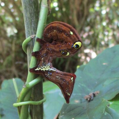 akebikonohanoyouchuu