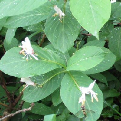 hyoutanboku