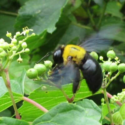 kumabatinisinotani