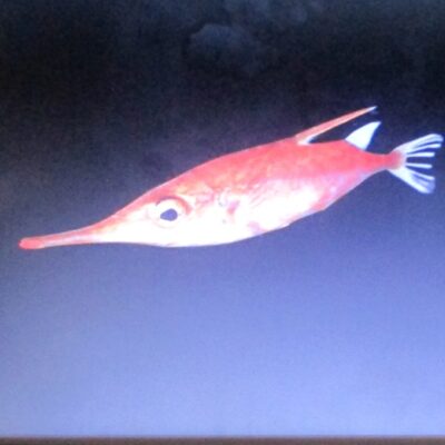 sagihue