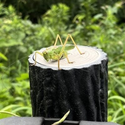 satumayabukiri