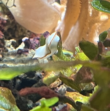 sirahimeumiusi